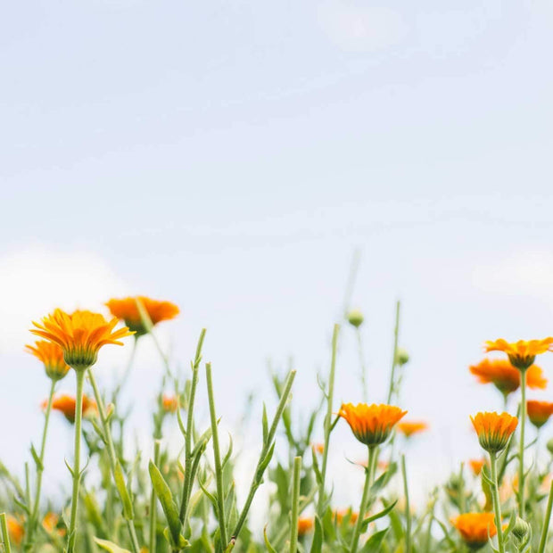 Tata Harper Redefining Body Balm, Moisturizing Body Butter, Natural Skincare, Natural Body Care, 180ml