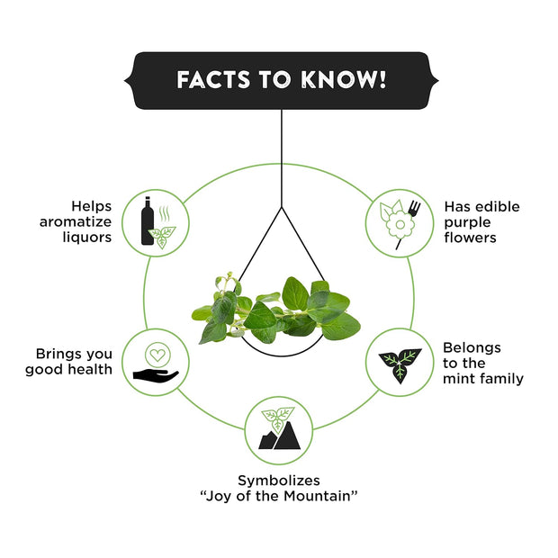 Spice Drop Italian Seasoning Extract | 100% Natural | For Pasta, Pizza, Spaghetti, Gourmet Dishes | 0.17oz (180 drops) | Natural Herb Extract | Authentic Flavor | Vegan | Keto & Paleo Friendly | Non-GMO | Squeeze, Drop And Stir