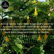 Naturevibe Botanicals Garlic Ground Powder, 5lbs | Raw, Gluten-Free & Non-GMO | Healthy Spice | Adds Flavor and Taste | [Packaging May Vary]